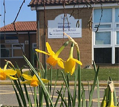 Daffodils in front of Hillside